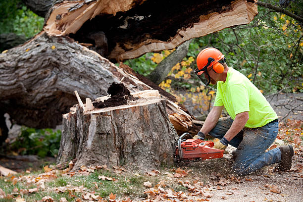 Best Tree Stump Removal  in Alturas, CA